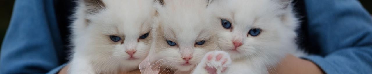 forcats 0.4.0